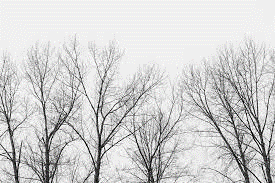 gray sky & trees