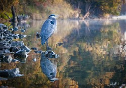 Great Blue Heron, American River Parkway, 11-23-15
