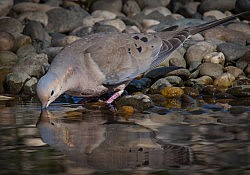 Mourning Dove, American River Parkway