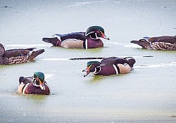 Wood Ducks, American River Parkway