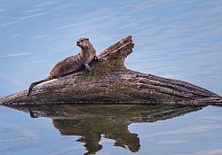Juvenile River Otter on the UU Mile of the American River Parkway, 10-22-16