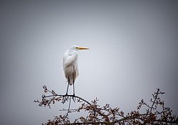 Great Egret, American River Parkway, 12-12-16