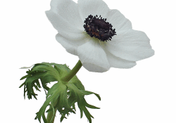 White-with-Black-Center-Fresh-Anemone-Fall-stem-500_3848400d