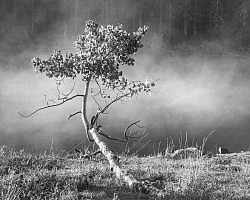 “A Quiet Presence: The Photography of Lloyd Fergus” opens in Sacramento