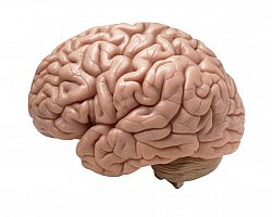 The Alzheimer-Resistant Brain