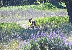 Coyote and Lupine, Effie Yeaw Nature Center
