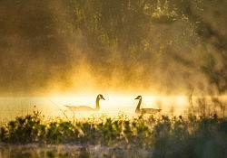 Geese In Gold