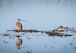 Long Billed Curlew and Killdeer 1-25-15