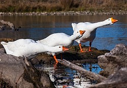 White Swan Geese_Dawson