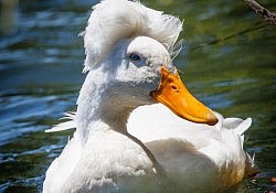 Crested White Duck_Dawson