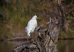 Snowy Egret on Driftwood_Dawson