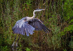 Great Blue Heron Rises From Pond