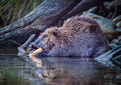 Beaver Chewing_1-19-15