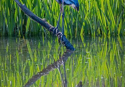Great Blue Heron_Sharell Katibah