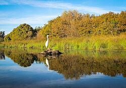 Egret, Still Water, Reflections_Dawson