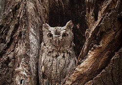 Western Screech Owl_Dawson