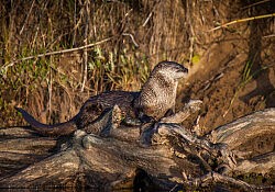 River Otter Posing_Dawson
