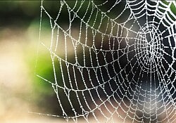 spider web 5
