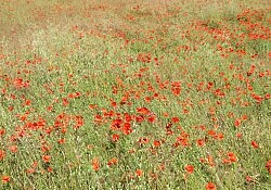 bed of red poppy flower photo