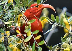 ‘I’iwi, a threatened species of honeycreeper, feeding in a Mamane tree in a Maui rain forest © Eric Ross April 2022