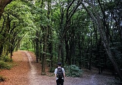 forest road choice