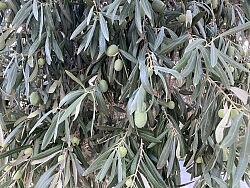Olive Harvest Saturday November 12 at 11AM at our olive tress