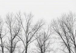 gray sky & trees