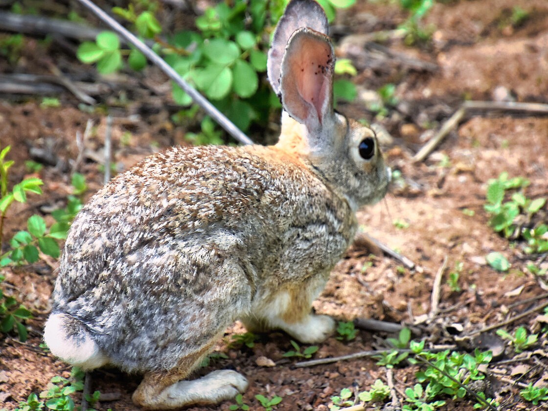 Young Rabbit