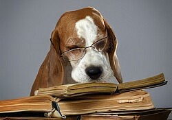 dog-reading-topaz-2