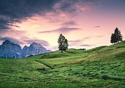 landscape green fields, lone tree, mountain