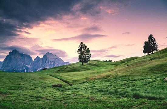 landscape green fields, lone tree, mountain